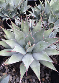 Agave parryi